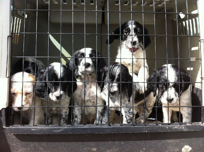 Des Bois Du Causse Noir - Les chiots ont rejoint leur nouvelle famille !